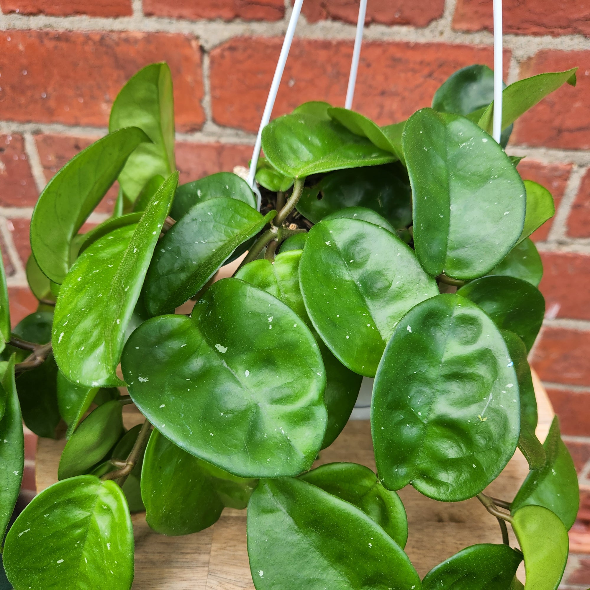 Hoya - Krinkle Giant (no. 145) - 13cm HB
