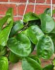 Hoya - Krinkle Giant (no. 145) - 13cm HB