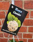 Hoya - Chouke (no. 143) - 13cmHB