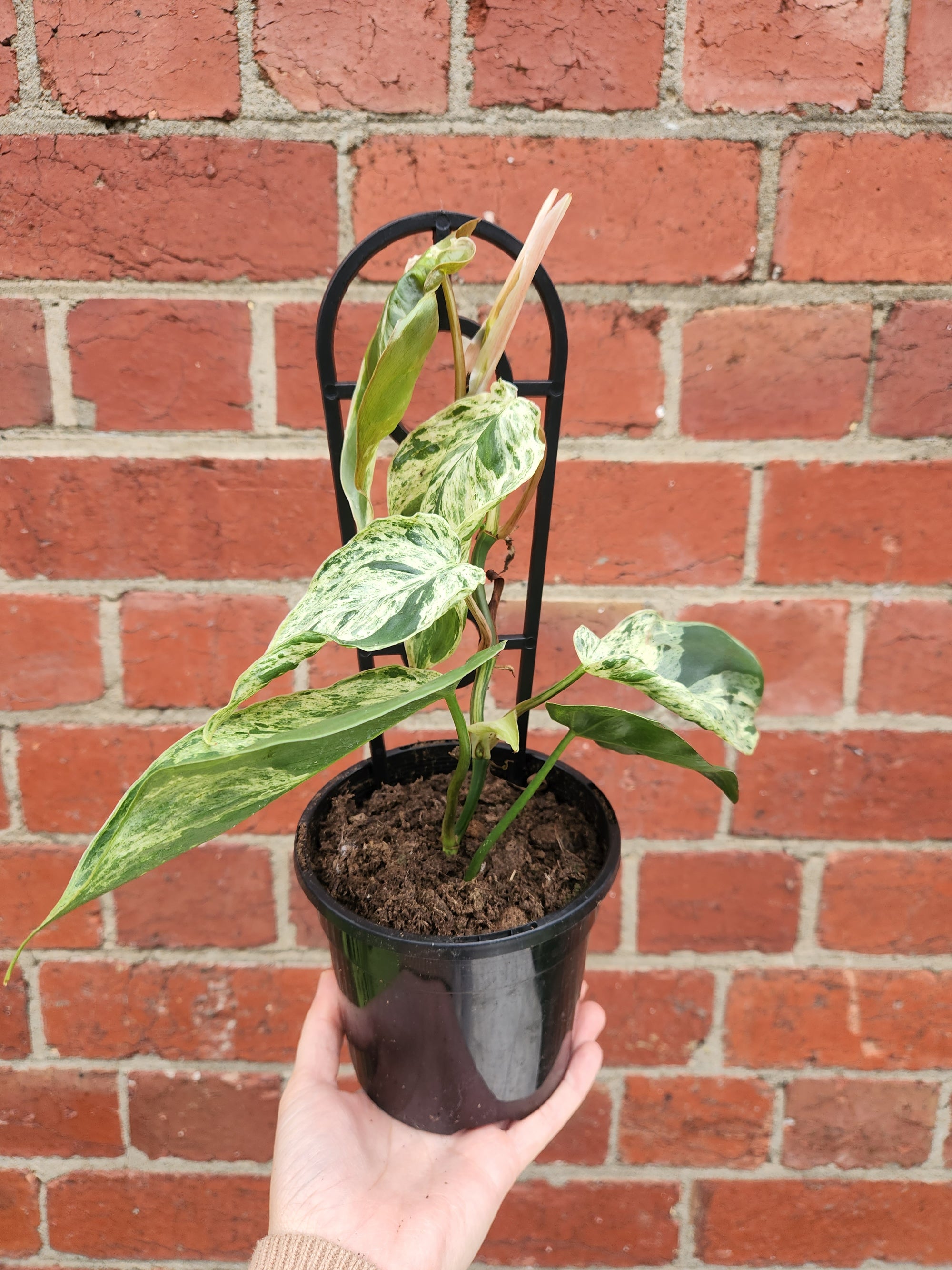 Variegated Heart Leaf Philodendron (Cordatum) - 13cm Pot