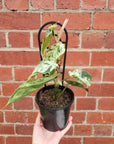 Variegated Heart Leaf Philodendron (Cordatum) - 13cm Pot