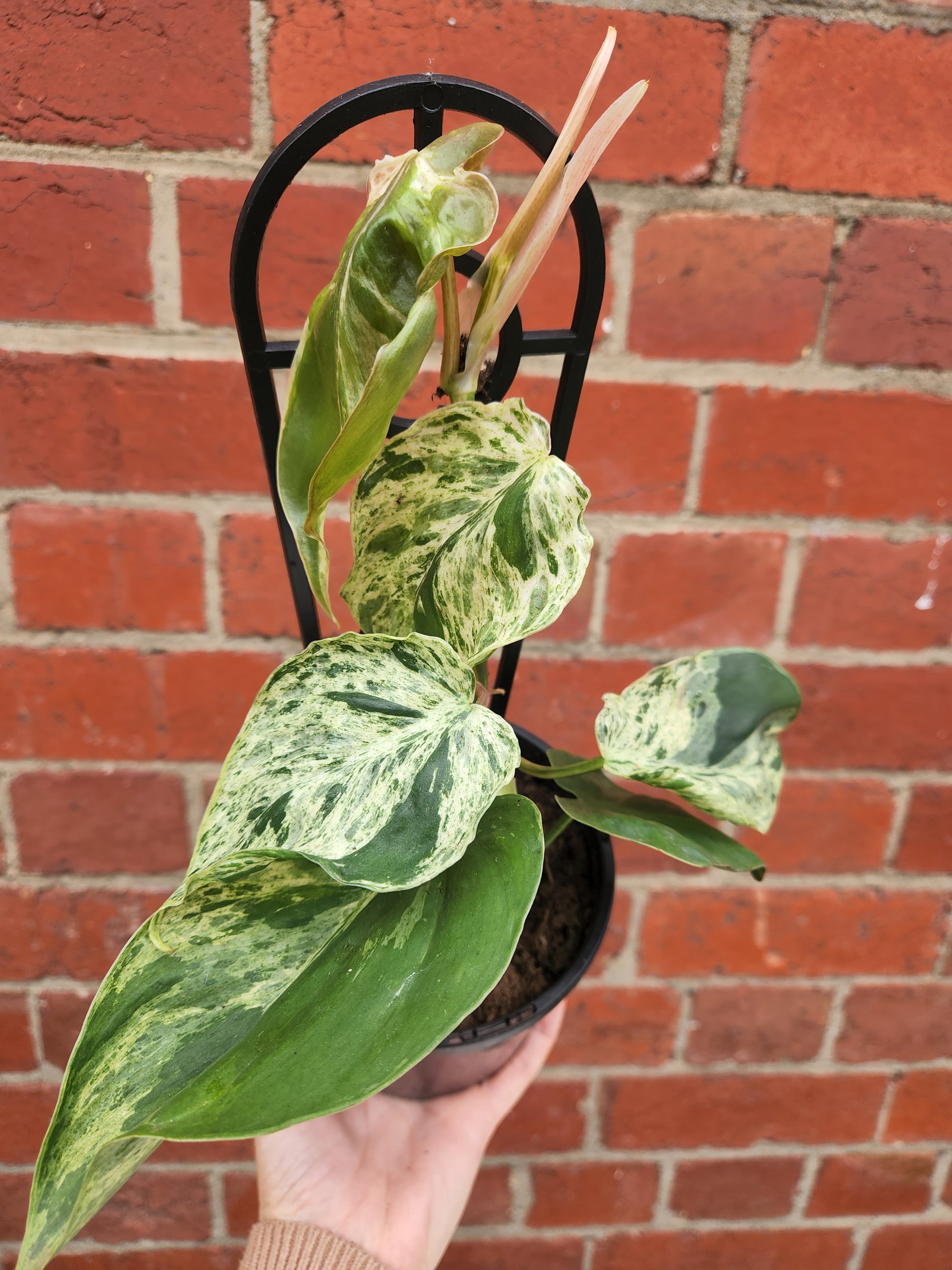 Variegated Heart Leaf Philodendron (Cordatum) - 13cm Pot