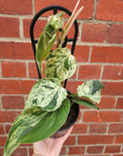 Variegated Heart Leaf Philodendron (Cordatum) - 13cm Pot