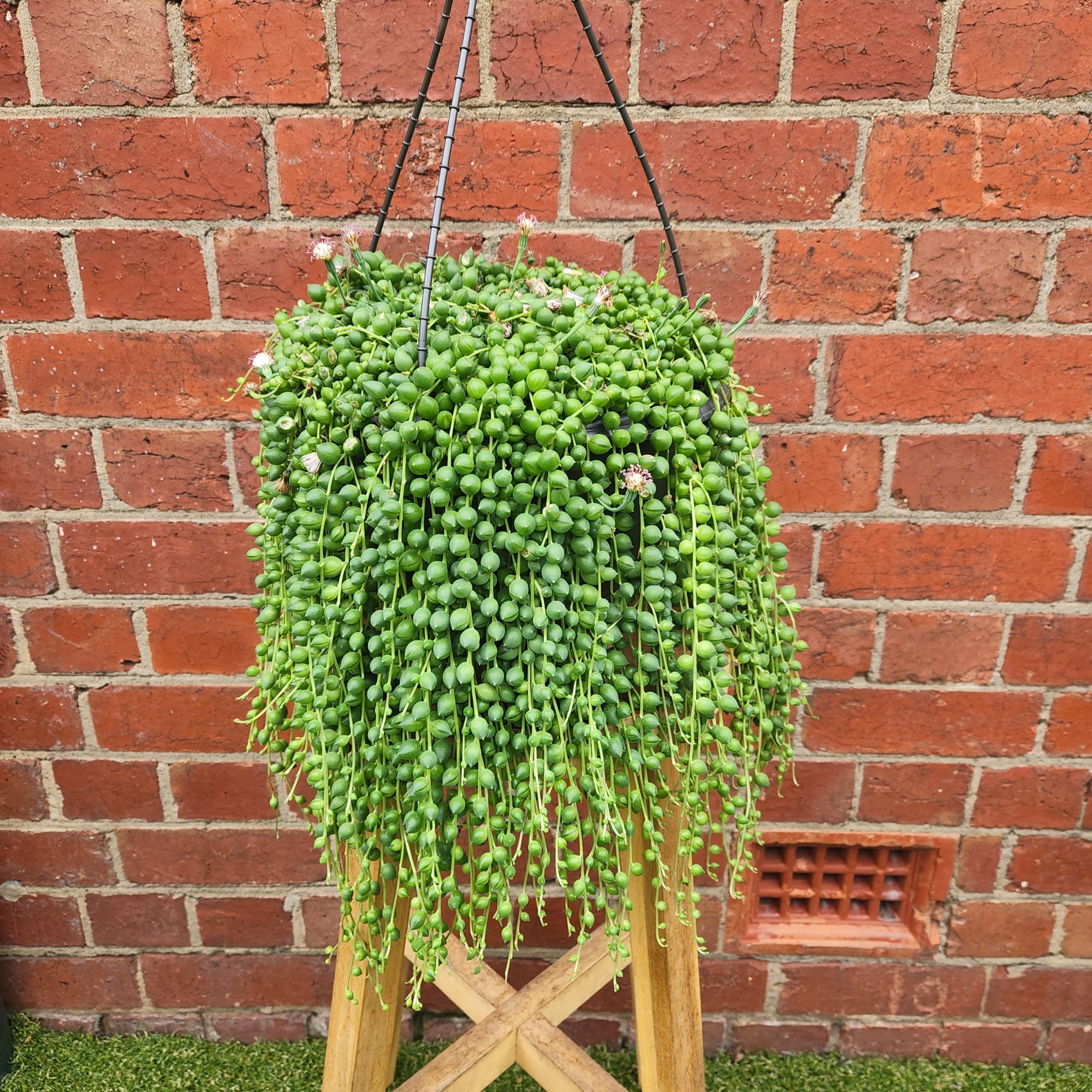 String of Pearls (Senecio rowleyanus) - 25cmHB