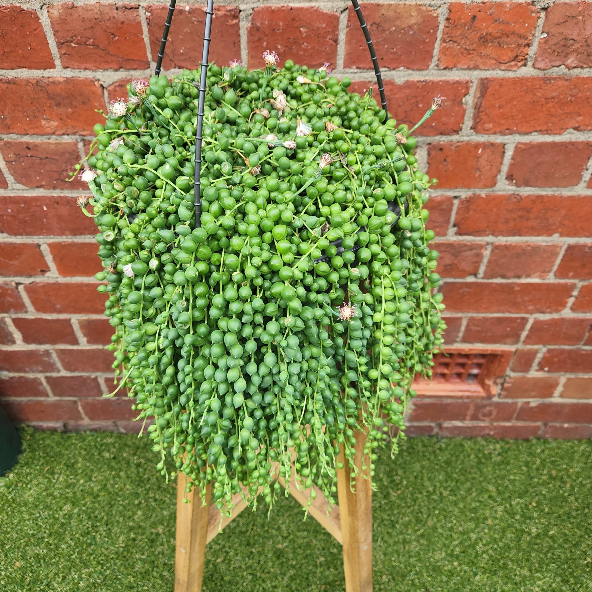 String of Pearls (Senecio rowleyanus) - 25cmHB