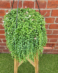 String of Pearls (Senecio rowleyanus) - 25cmHB