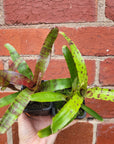 Baby Plant - Neoregelia mini hybrid