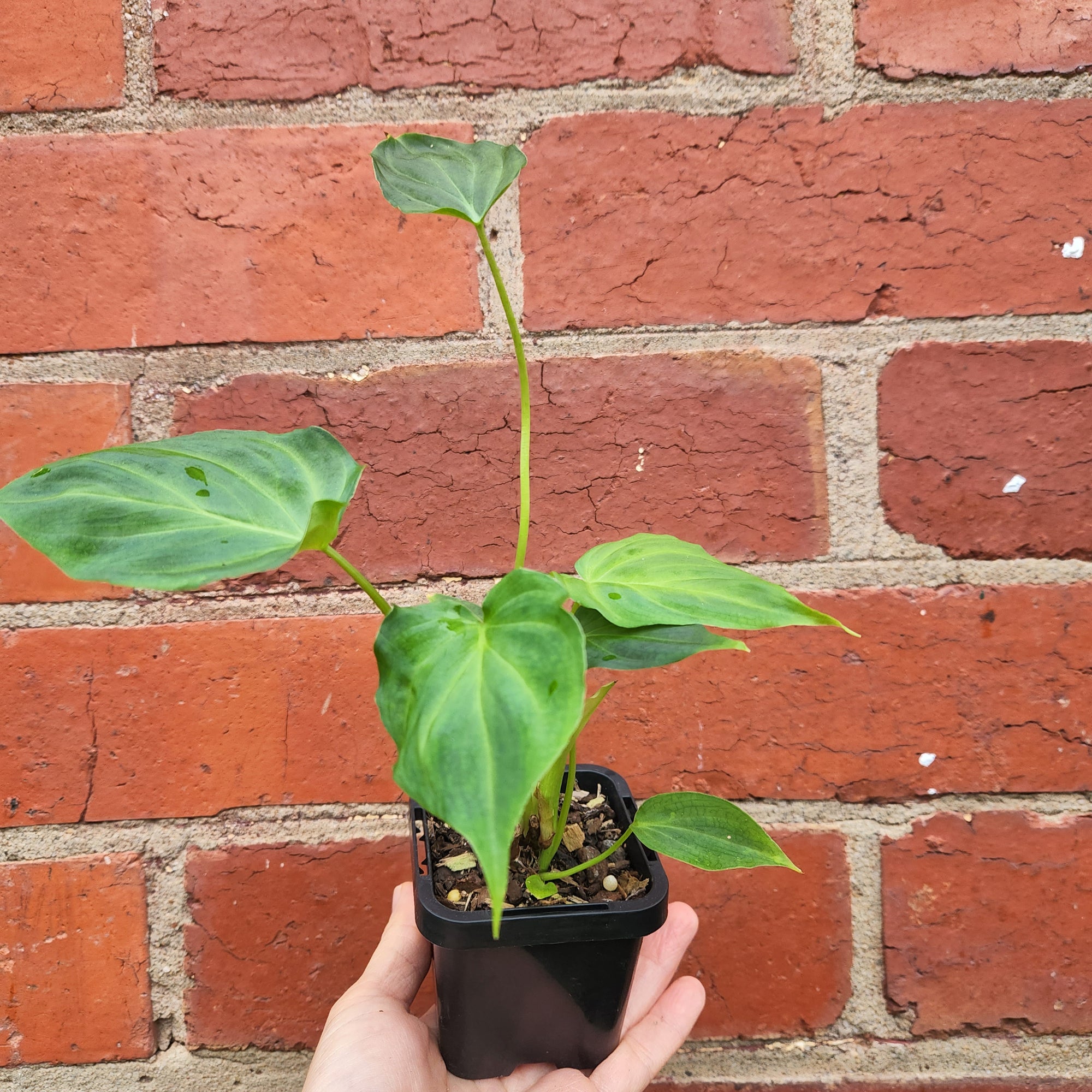 Baby Plant - Philodendron verrucosum - 7cm Pot