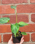 Baby Plant - Philodendron verrucosum - 7cm Pot