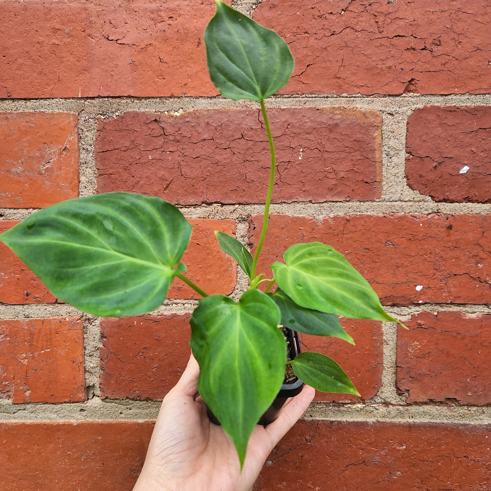 Baby Plant - Philodendron verrucosum - 7cm Pot