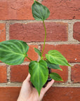 Baby Plant - Philodendron verrucosum - 7cm Pot