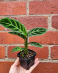 Baby Plant - Calathea Zebrina