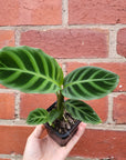 Baby Plant - Calathea Zebrina