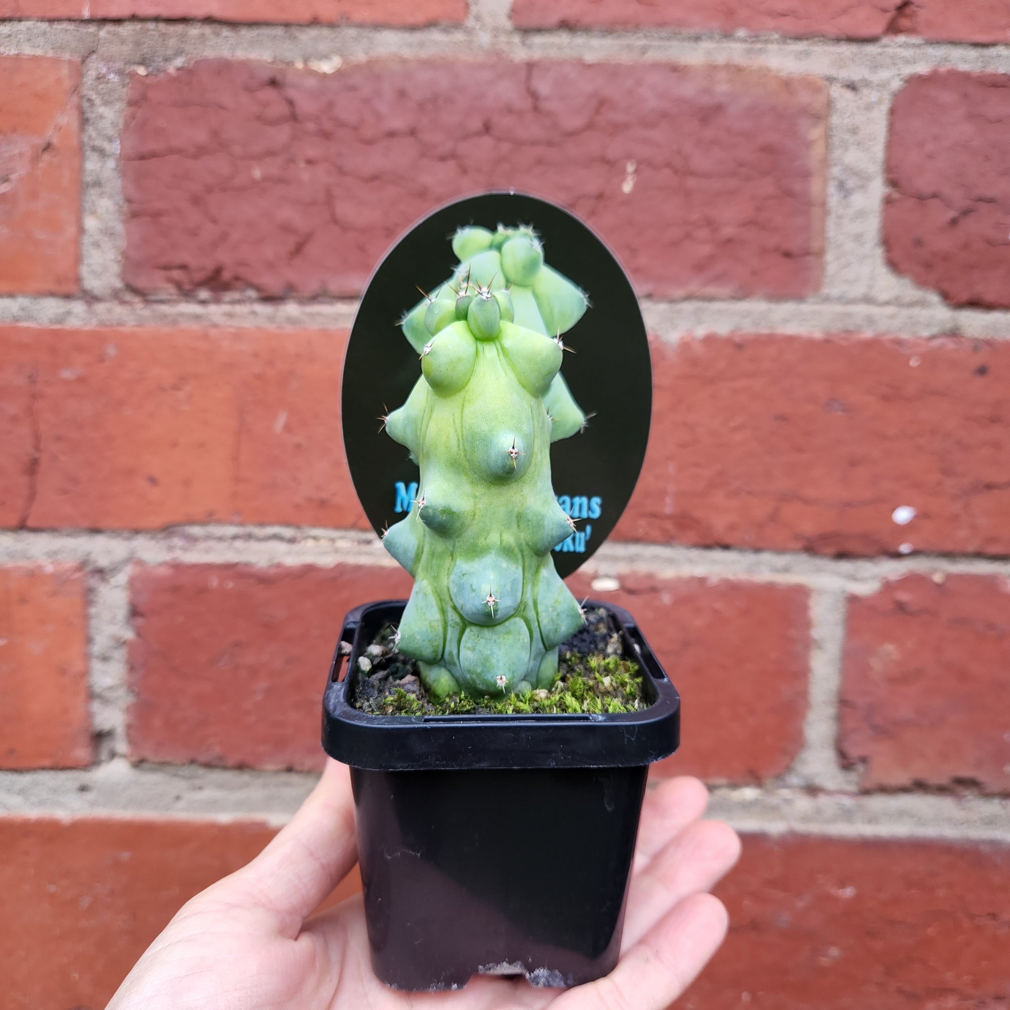 Boobie Cactus - 7cm pot