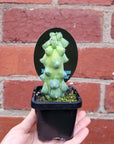 Boobie Cactus - 7cm pot