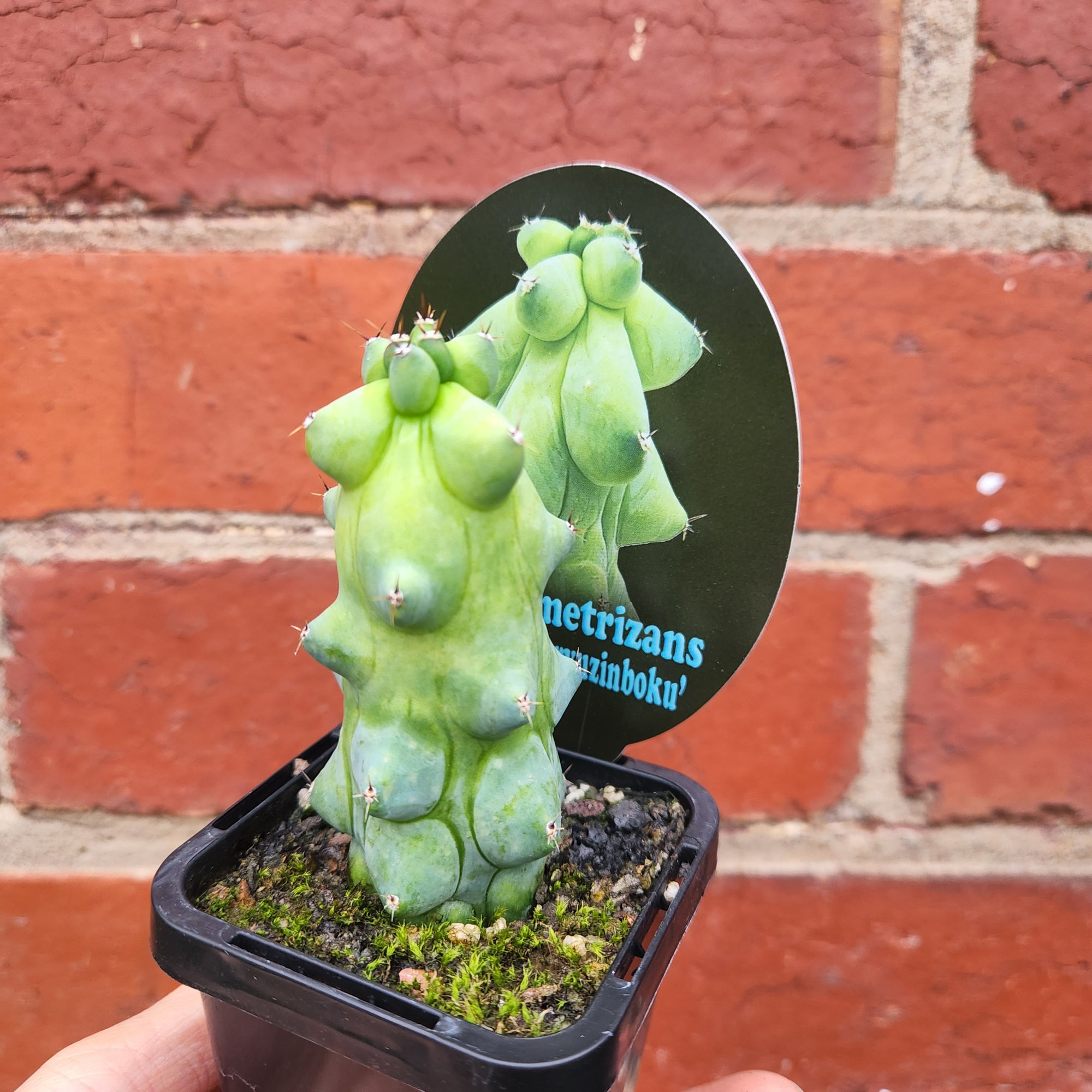 Boobie Cactus - 7cm pot