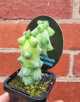 Boobie Cactus - 7cm pot