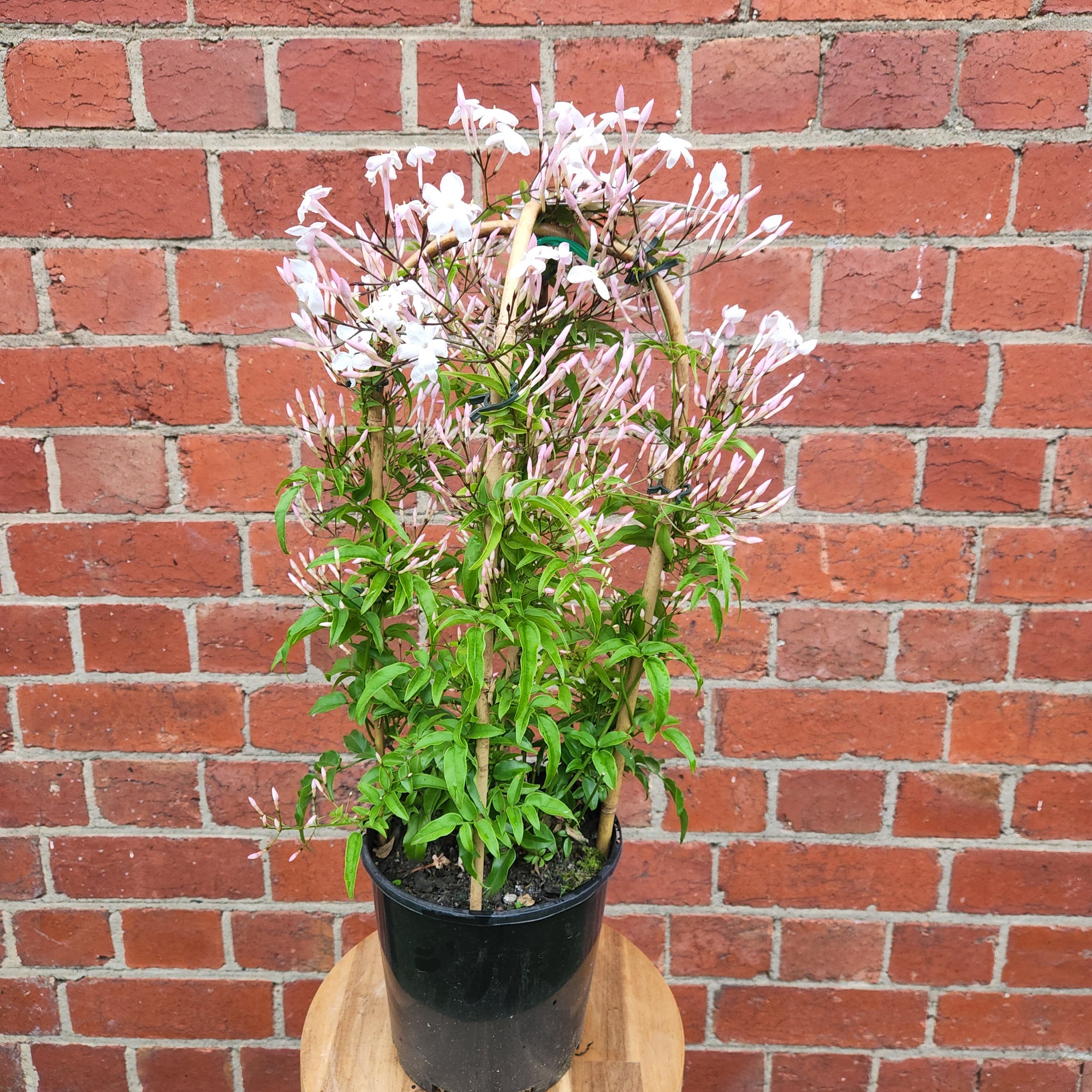 Star Jasmine - 17cm pot