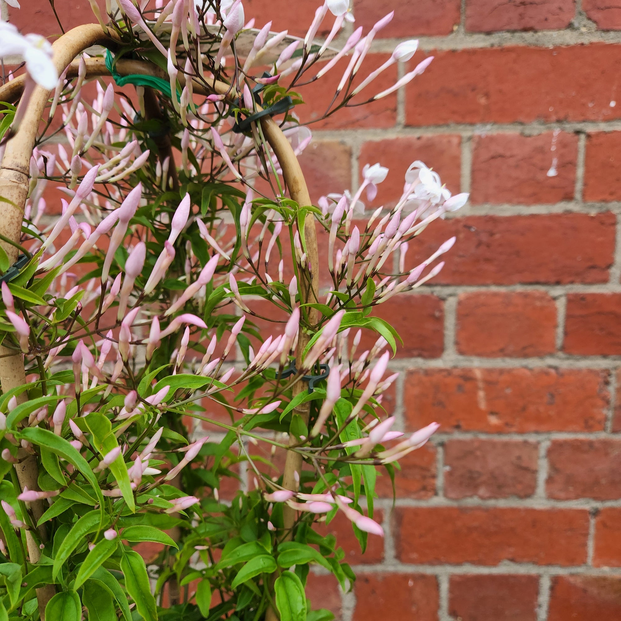 Star Jasmine - 17cm pot