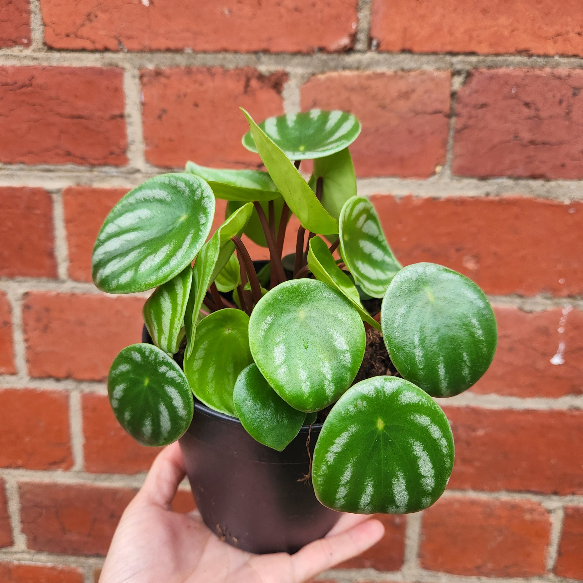 Watermelon Peperomia (Peperomia Argyreia) - 12cm Pot