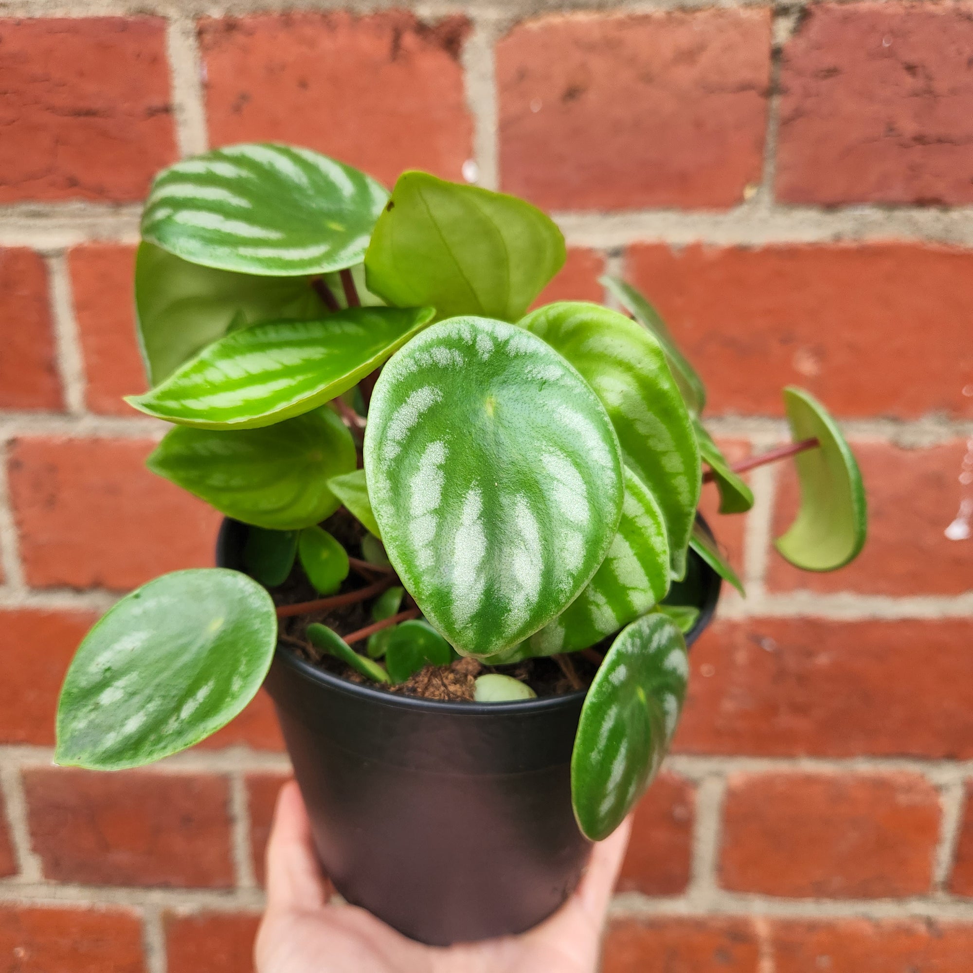 Watermelon Peperomia (Peperomia Argyreia) - 12cm Pot