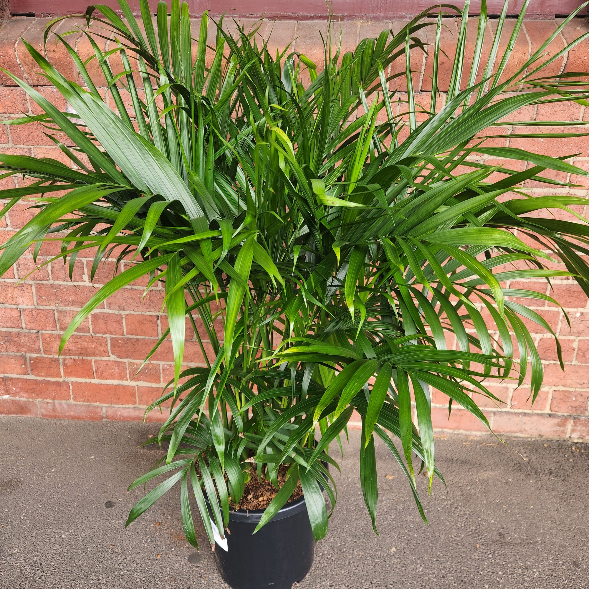 Cascade Palm (Chamaedorea Atrovirens) - 30cm Pot