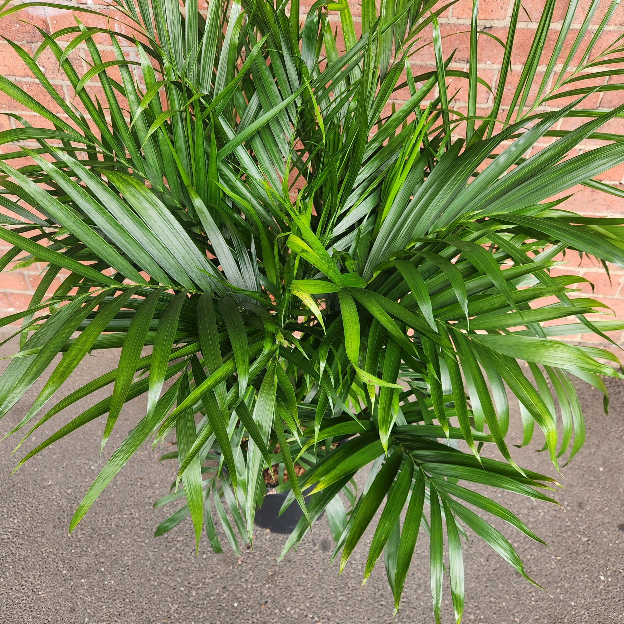 Cascade Palm (Chamaedorea Atrovirens) - 30cm Pot