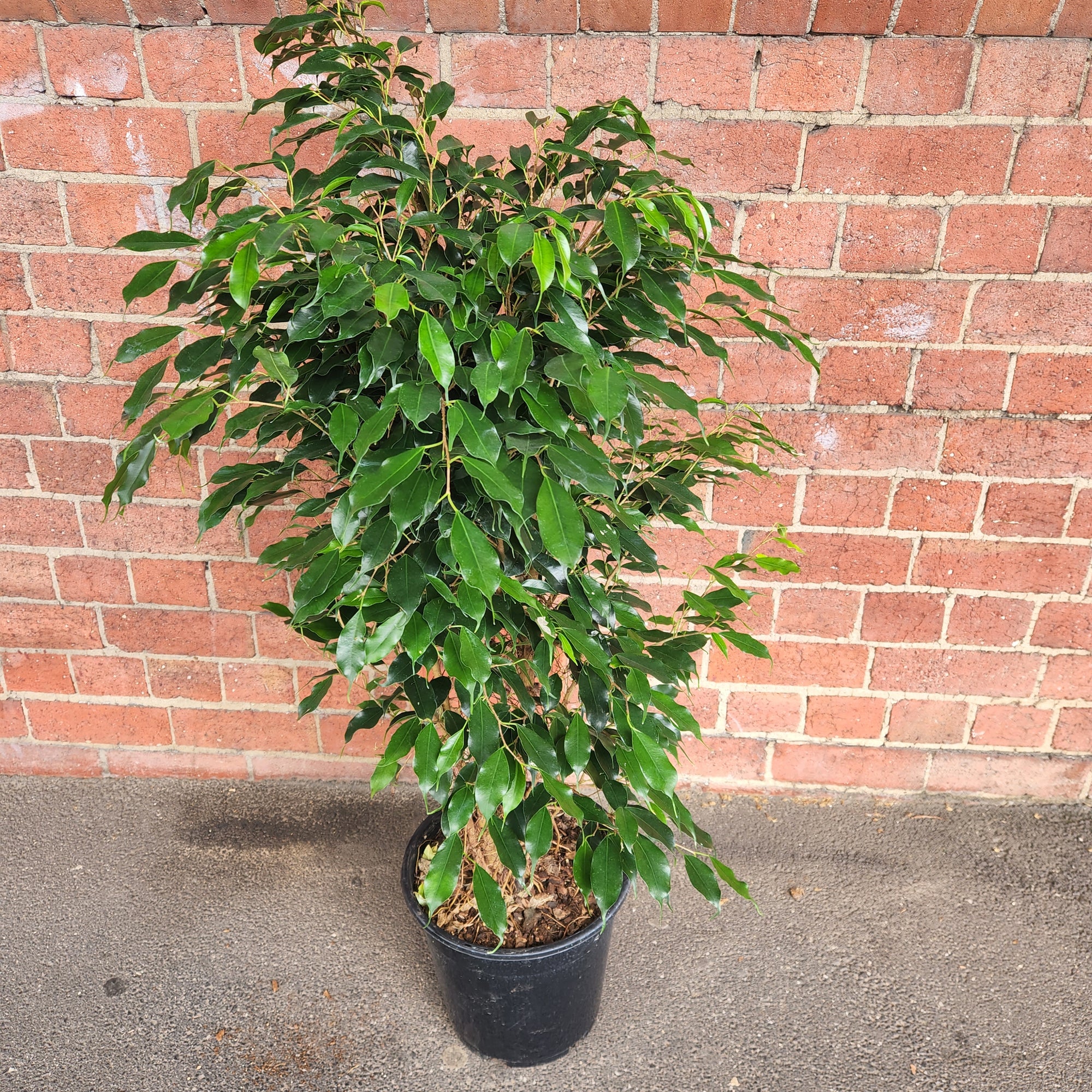 Ficus Natasja Midnight Beauty - 25cm pot