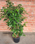 Ficus Natasja Midnight Beauty - 25cm pot