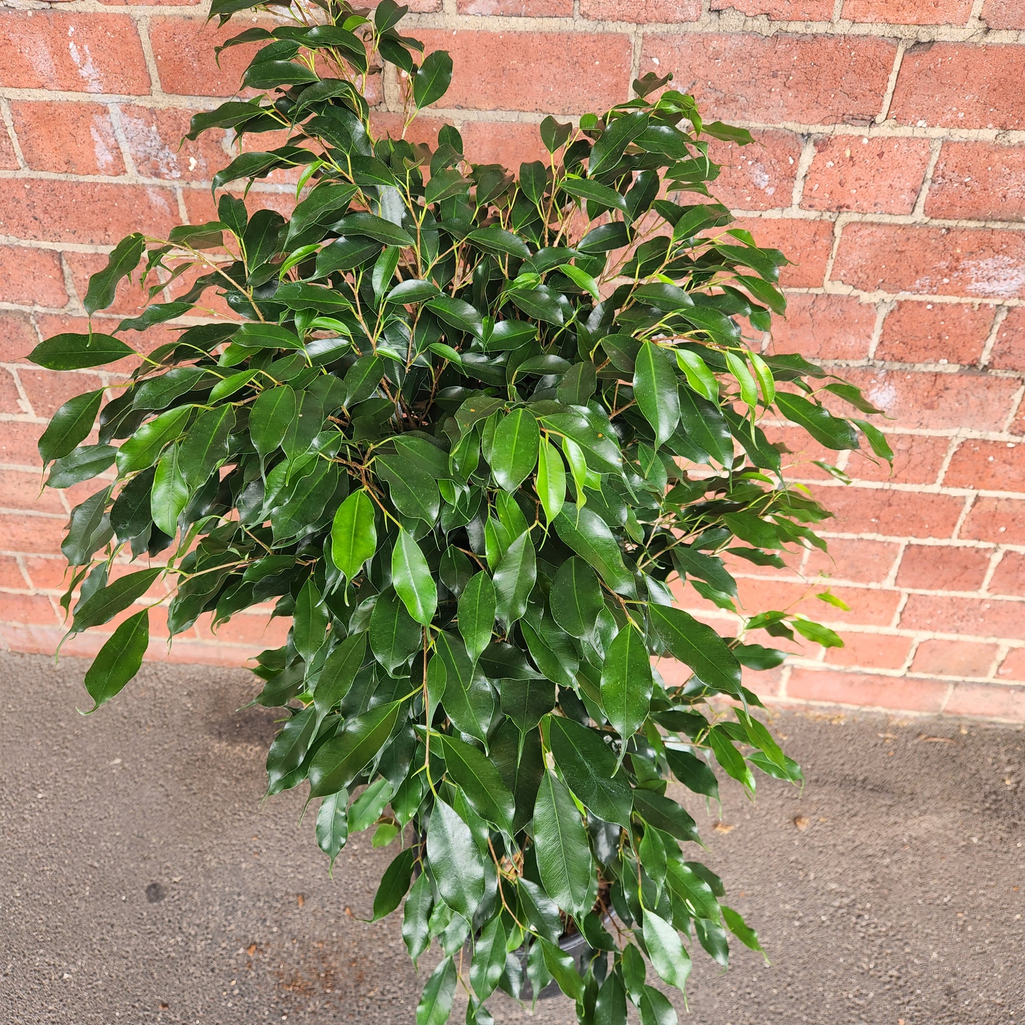 Ficus Natasja Midnight Beauty - 25cm pot