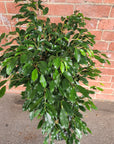 Ficus Natasja Midnight Beauty - 25cm pot