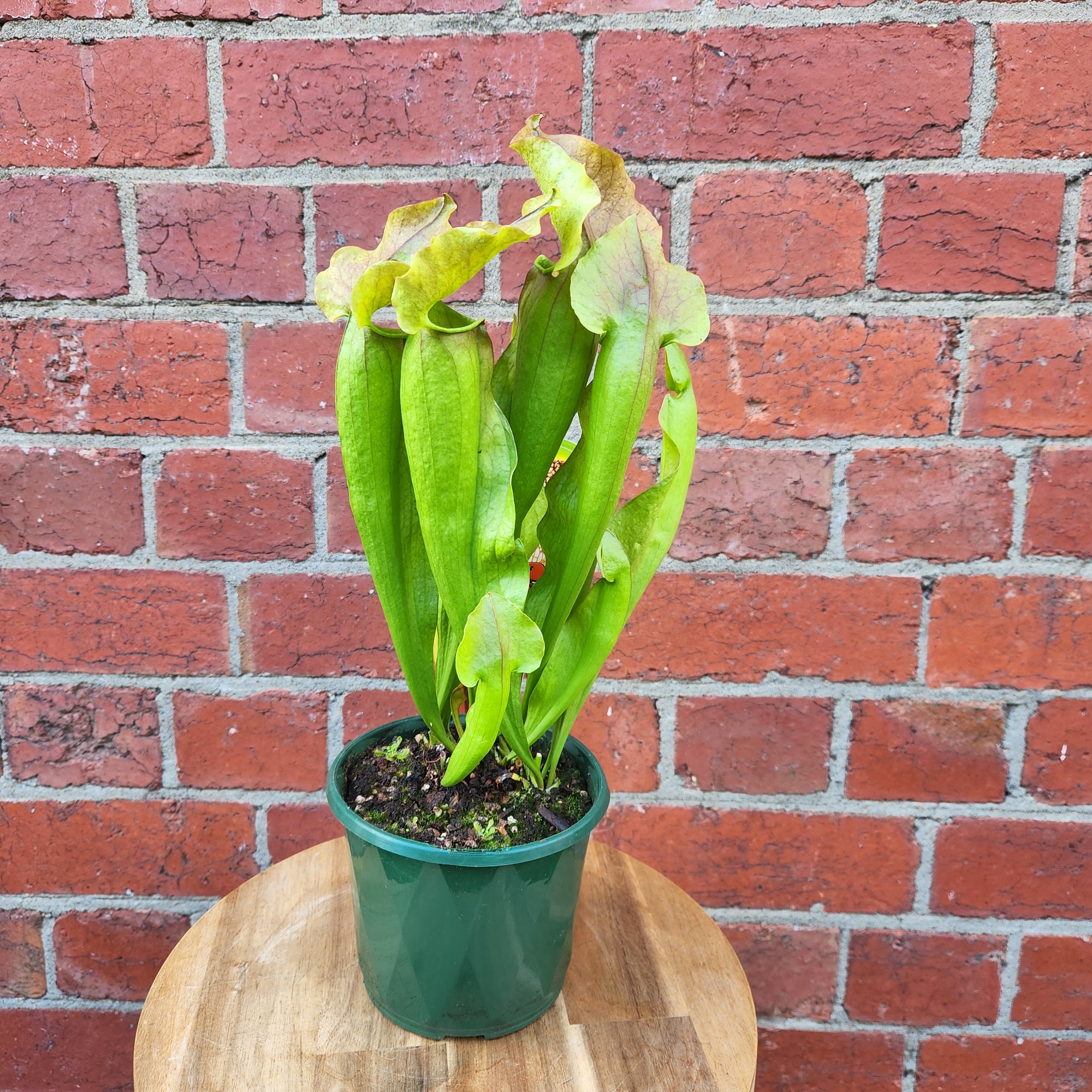 Sarracenia - 13cm pot
