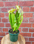 Sarracenia - 13cm pot