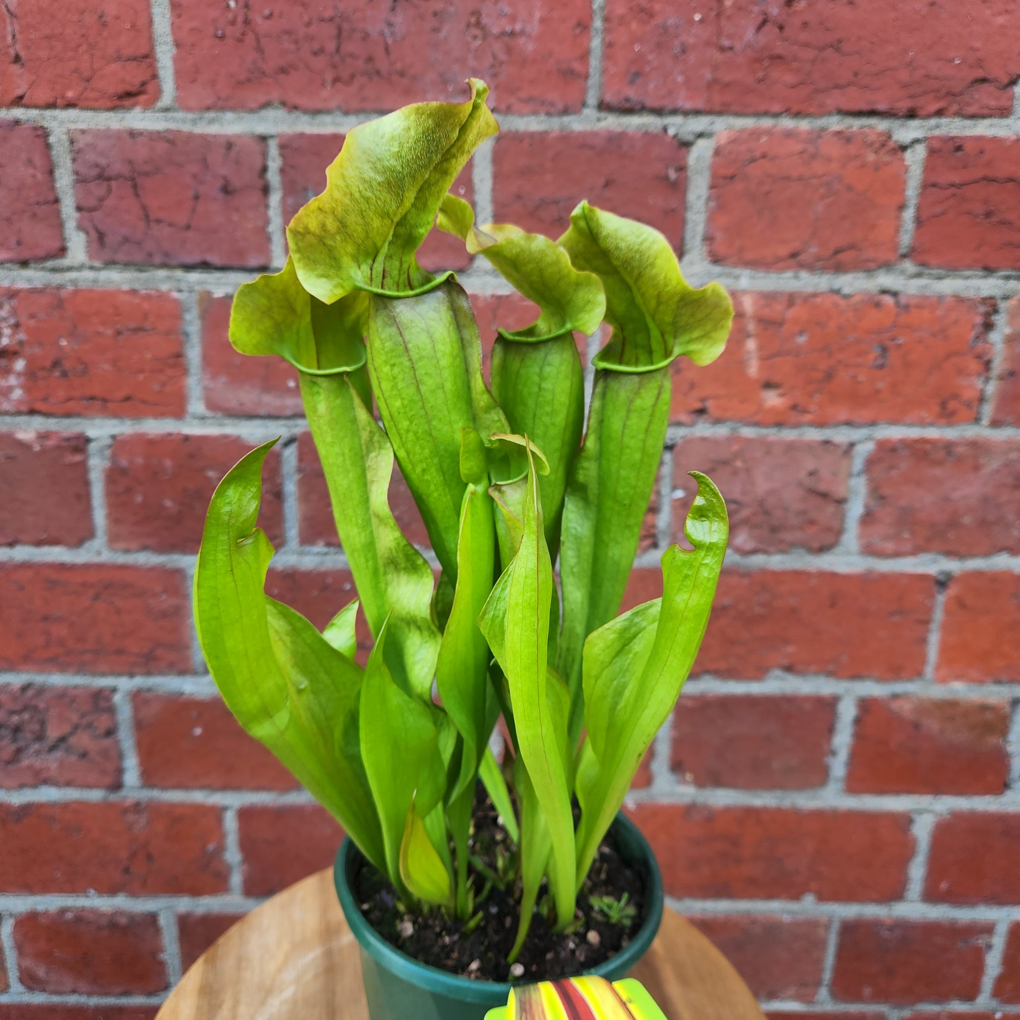 Sarracenia - 13cm pot