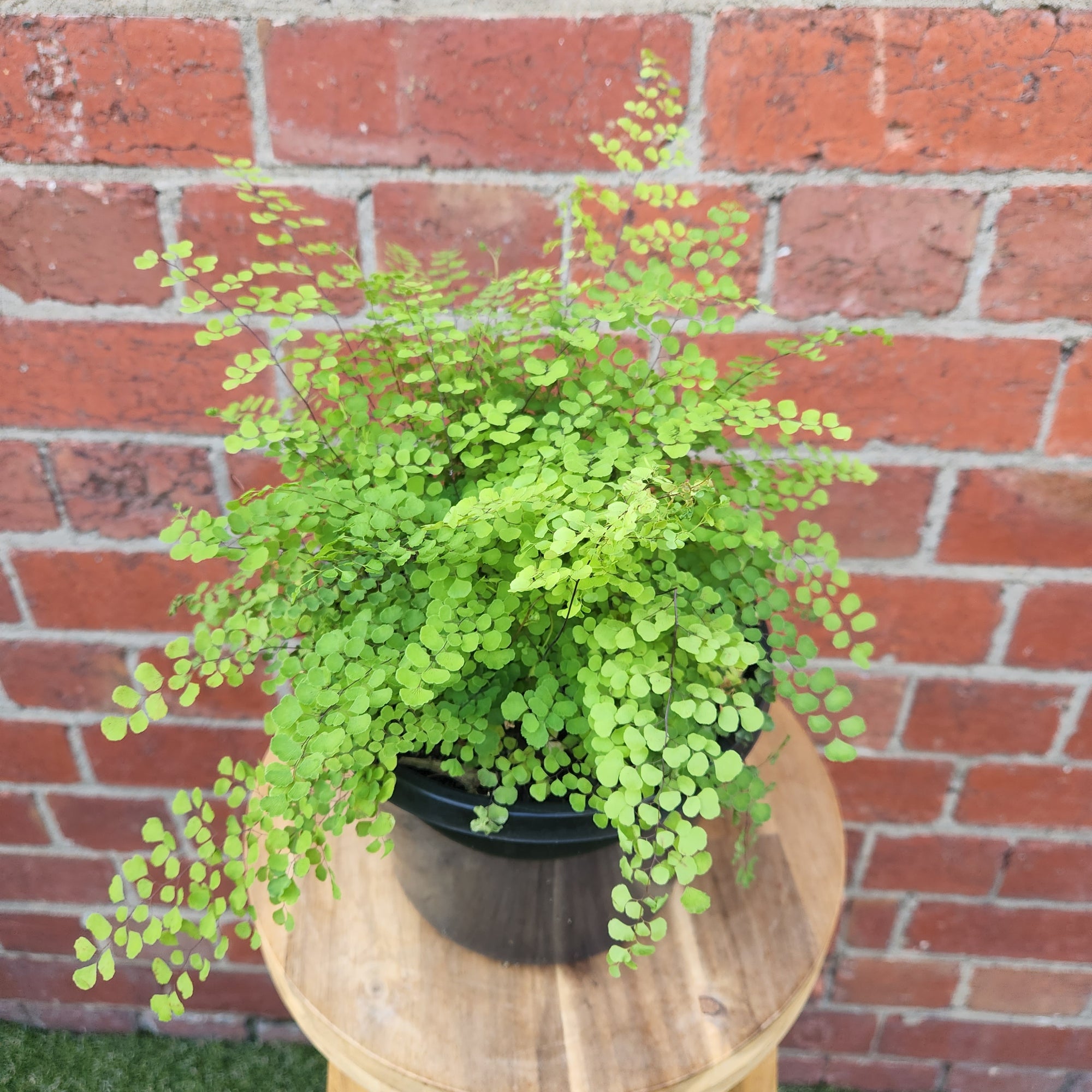 Maidenhair Fern Valley Mist - 17cm Pot