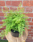 Maidenhair Fern Valley Mist - 17cm Pot