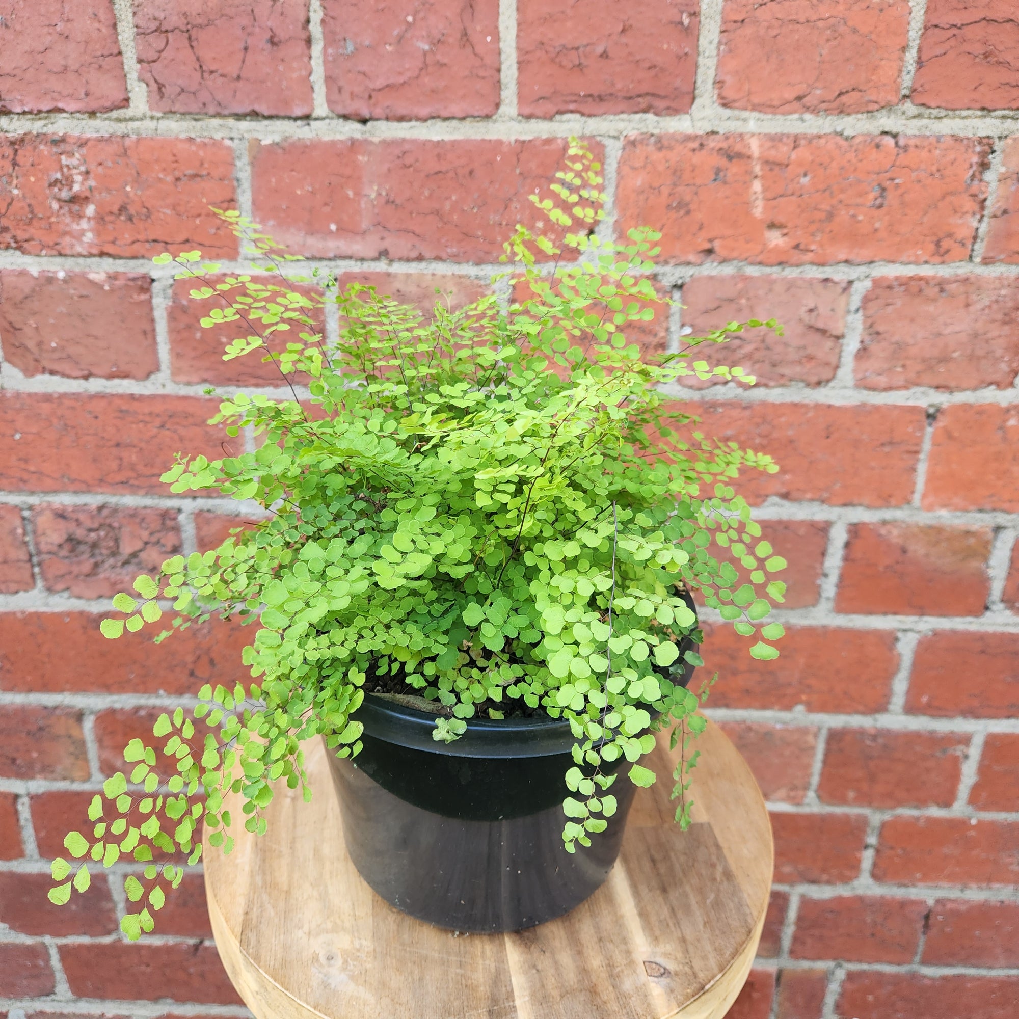 Maidenhair Fern Valley Mist - 17cm Pot