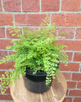 Maidenhair Fern Valley Mist - 17cm Pot
