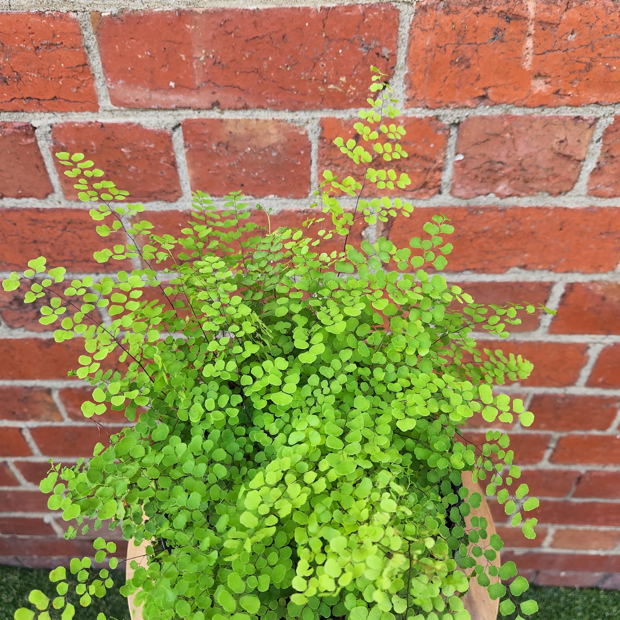 Maidenhair Fern Valley Mist - 17cm Pot