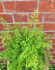 Maidenhair Fern Valley Mist - 17cm Pot