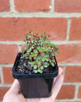 Baby Plant - Peperomia Hunteriana