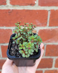 Baby Plant - Peperomia Hunteriana