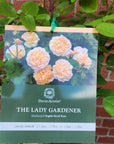 David Austin Rose - The Lady Gardenner - 20cm pot
