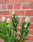 Leucospermum cordifolium hybrid Yellow (pin cushion protea) - 17cm pot
