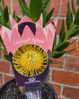 Leucospermum cordifolium hybrid Yellow (pin cushion protea) - 17cm pot