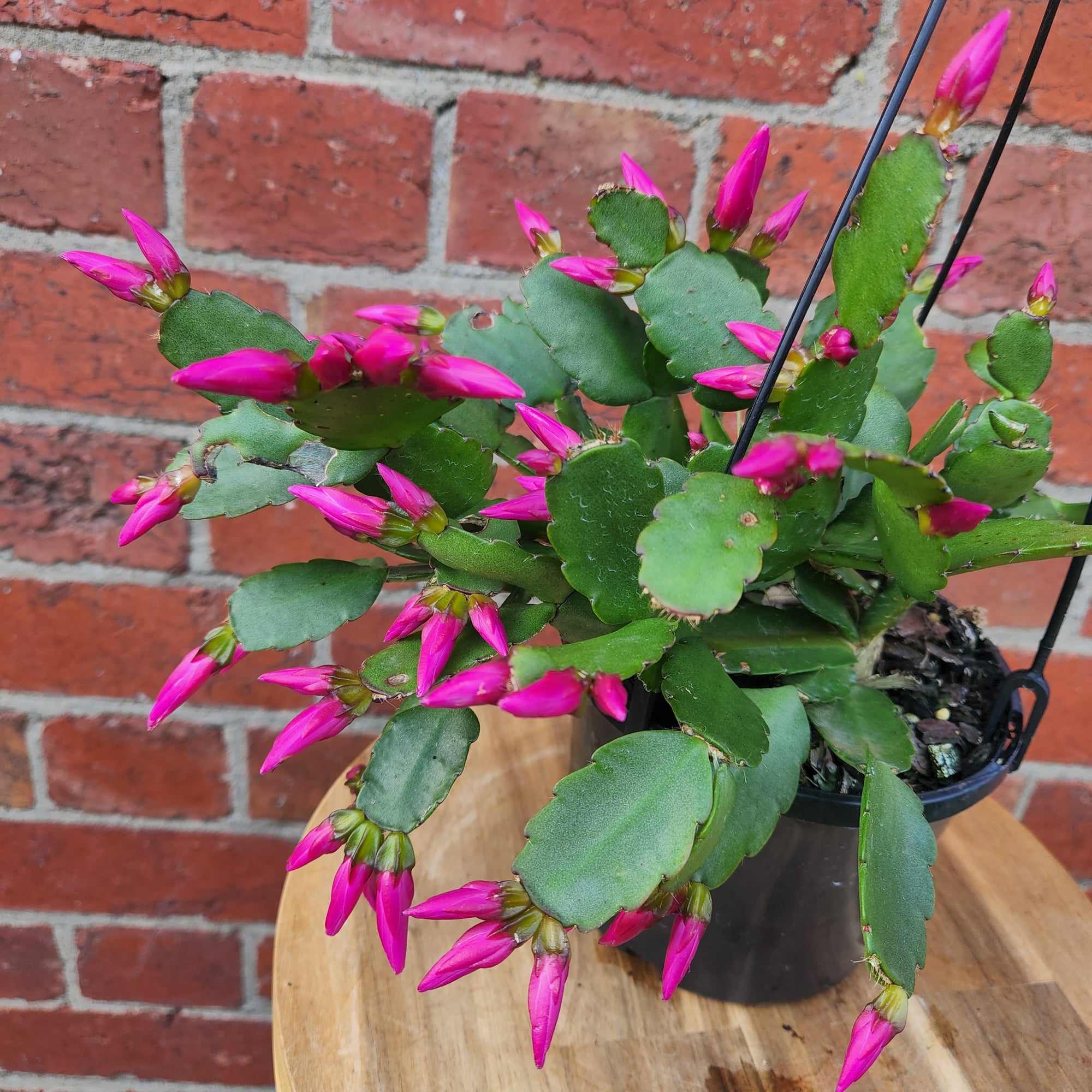 Zygocactus 13cm pot