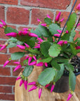 Zygocactus 13cm pot