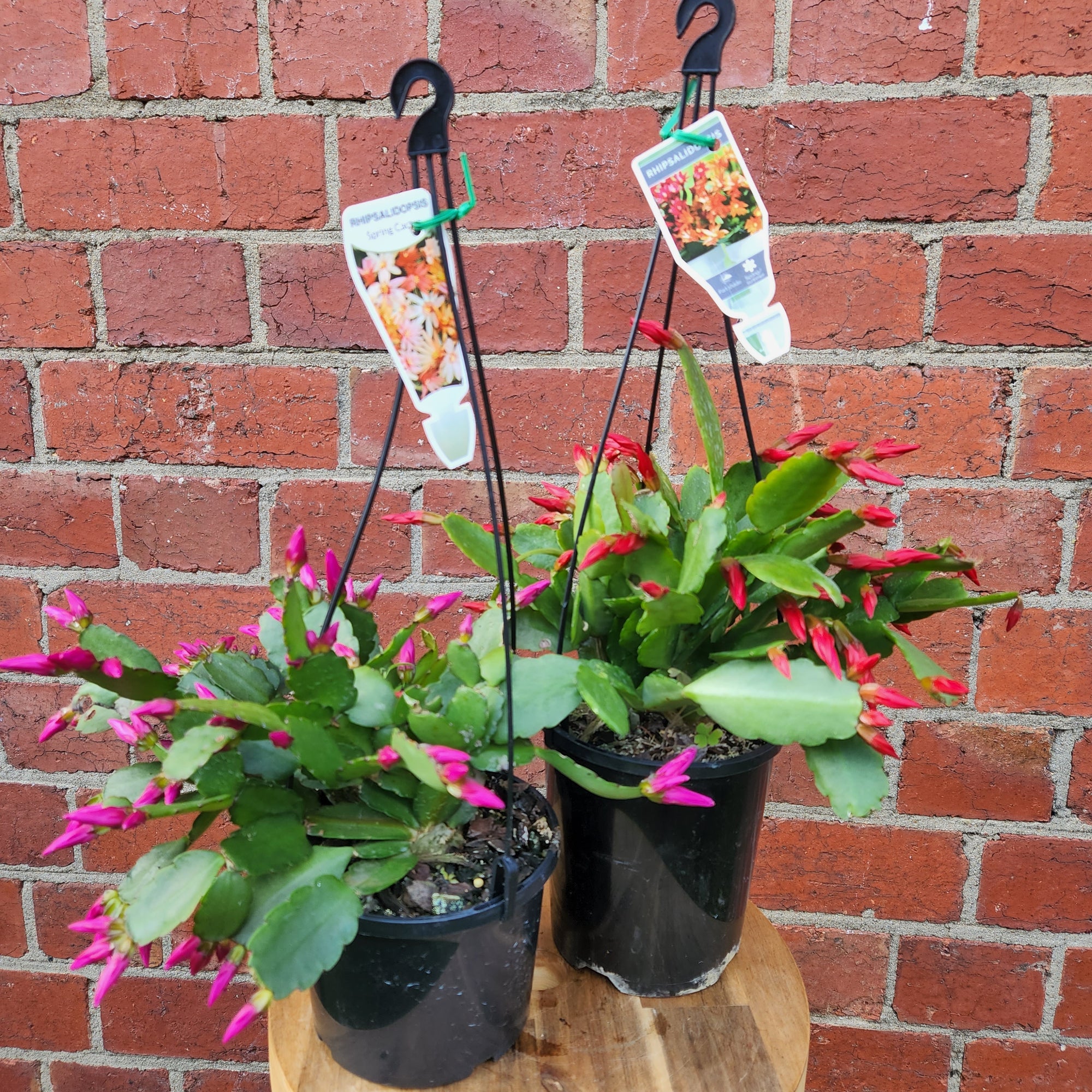 Zygocactus 13cm pot