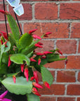 Zygocactus 13cm pot