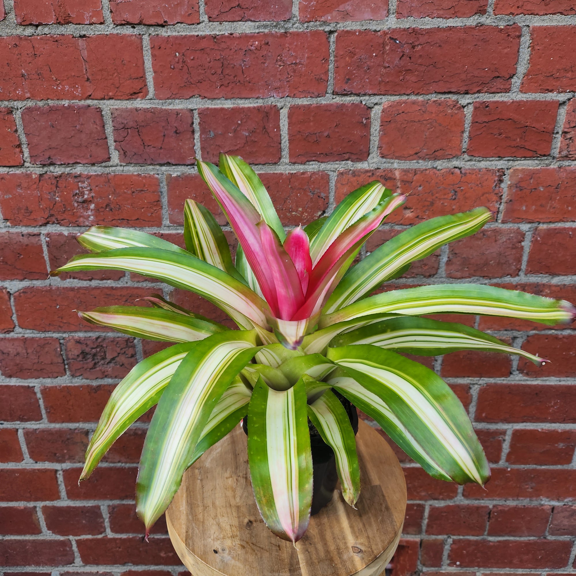 Bromeliad - 13cm Pot